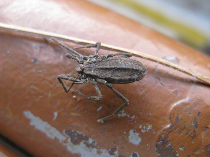 mummia di coleottero o cosa? Trogulus coryziformis